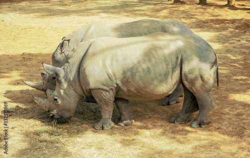 The white rhinoceros or square-lipped rhinoceros Ceratotherium simum .