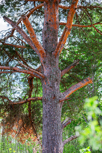The trunk of a young pine tree against the bright May greenery on a sunny spring day