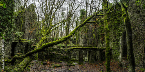 Old ruins and trees covered by the green moss
