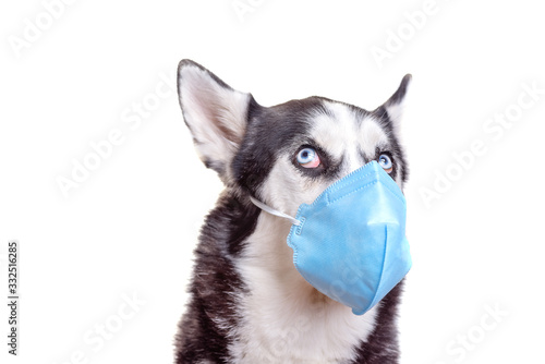 Husky dog with blue eyes in surgical medicine mask © iwavephoto