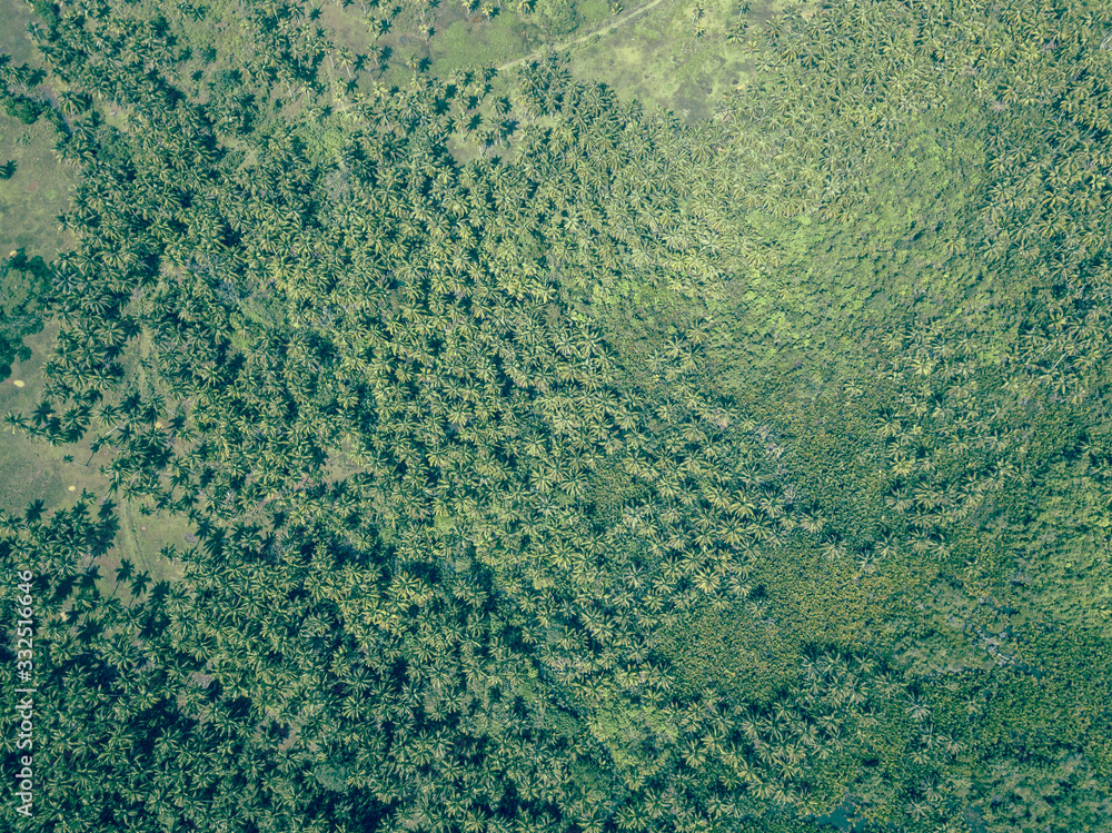 Aerial top down background texture of a tropical coconut palm tree jungle Aerial top down background texture of a tropical coconut palm tree jungle