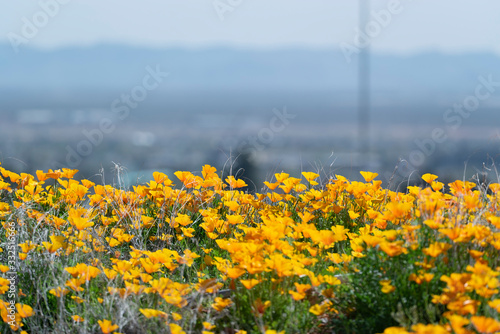 Colorful Spring Time Poppy Field Flora in the Southwest © Arturo