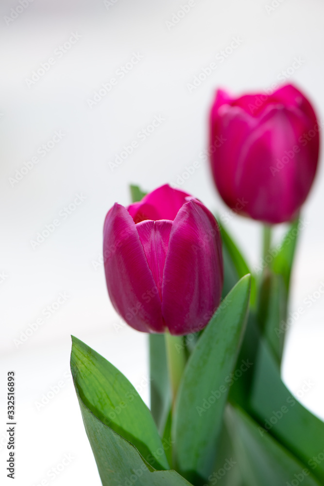 Bouquet of three pink tulips on a light background. Bouquet of three pink tulips on a light background.