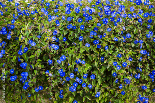 Meadow plant background: blue little flowers - forget-me-not close up and green grass. Shallow DOF