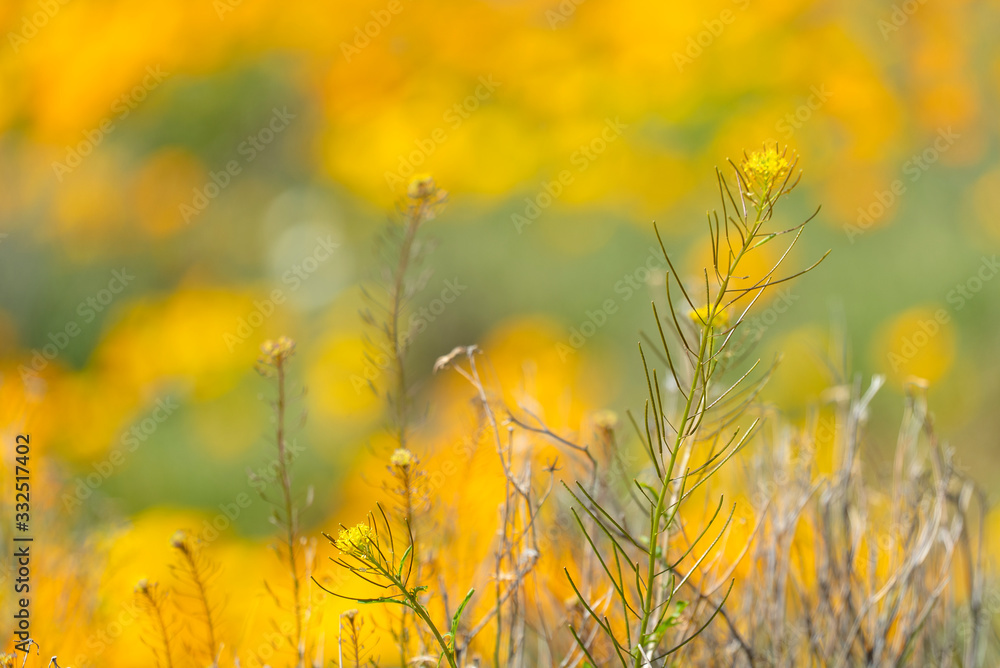Desert Weeds with Golden Poppy Bokeh