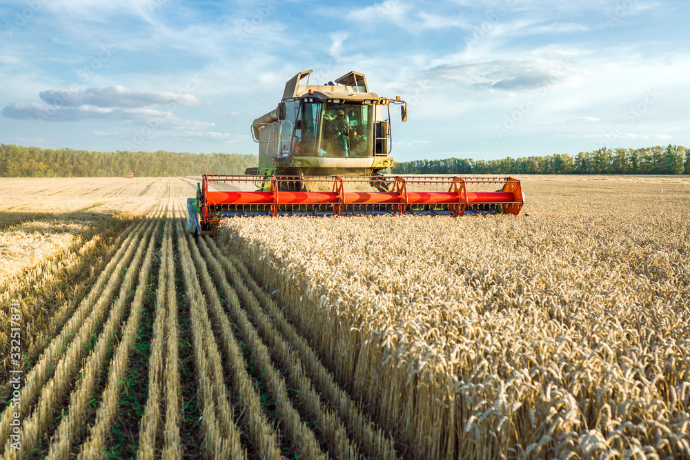 Fototapeta premium Against the backdrop of a sunny summer day and blue sky with clouds. Combine harvester harvesting ripe golden wheat on the field. The image of the agricultural industry