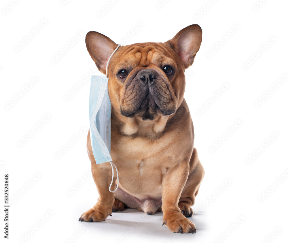 french bulldog in medical mask on a white isolated background