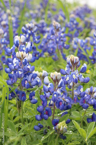 Closeup of bluebonnets in selective focus