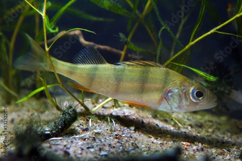 European perch swims in dense vegetation of potamogeton water plants, nature coldwater river biotope aquarium, insatiable predator fish, natural looking aquascape