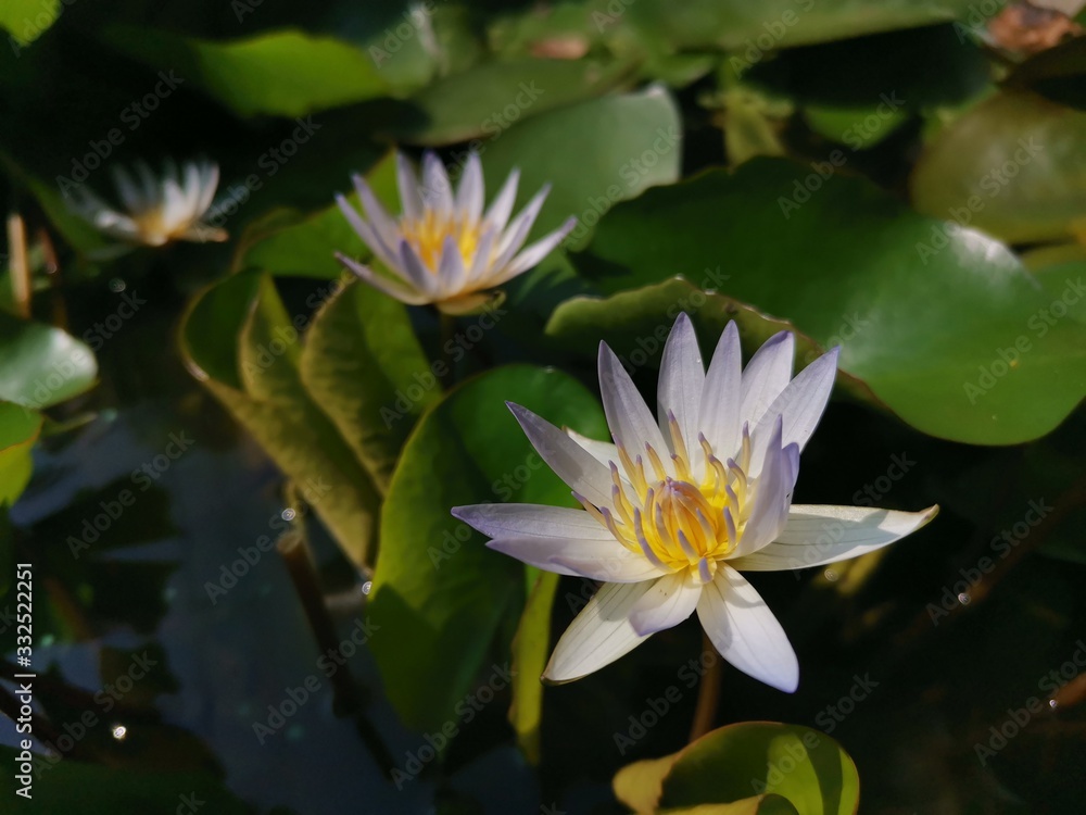 White Water Lily Flower in Sri Lanka