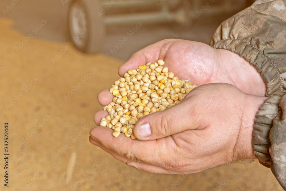 Chickpea grain in the hands. Chickpea grain in the hands.