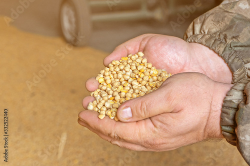 Chickpea grain in the hands.