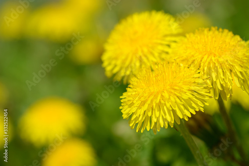 Yellow dandelion flowers  Taraxacum officinale . Dandelions field background on spring sunny day. Blooming dandelion. Medicinal wild herb.