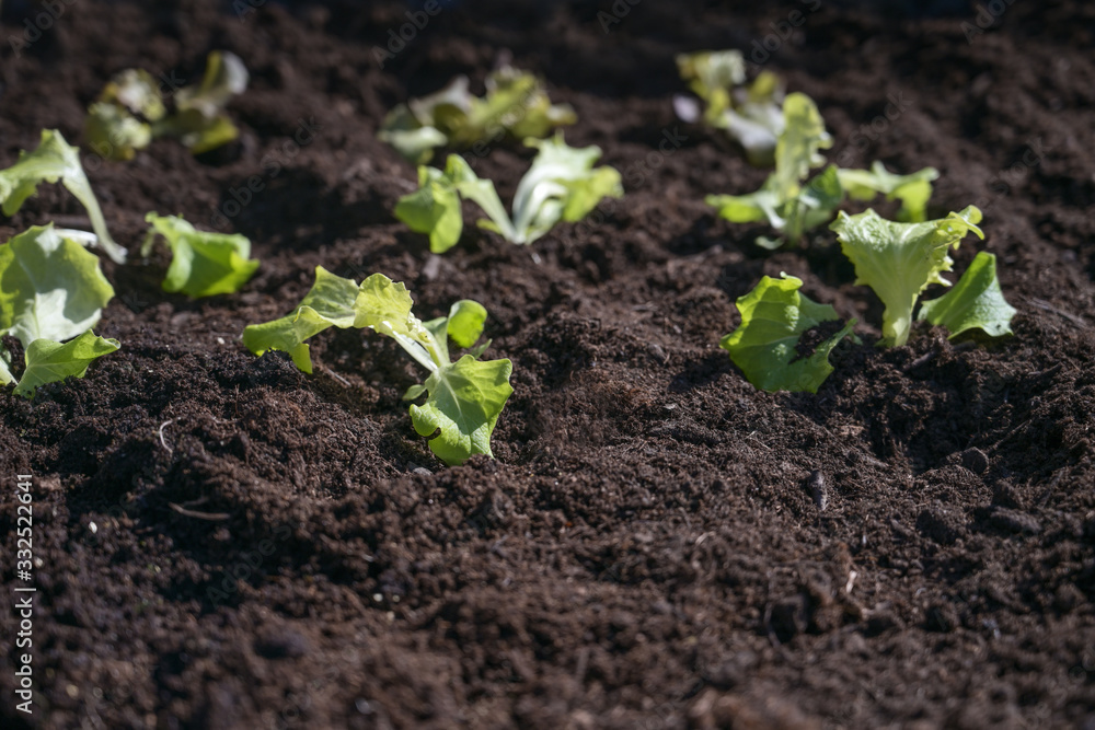 Freshly planted young lettuce plants in dark soil in a patch, vegetable cultivation in the garden, copy space