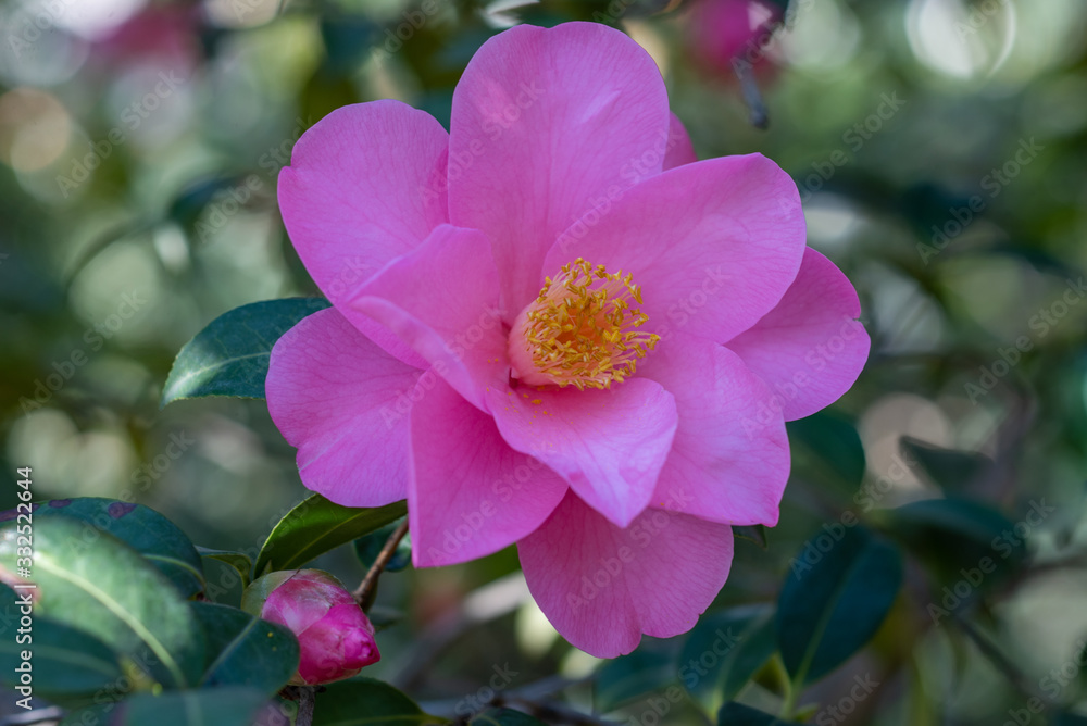 Pink flowers of camellia x williamsii brigadoon Pink flowers of camellia x williamsii brigadoon