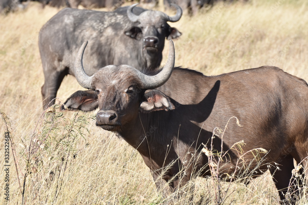 African buffalo in Serengeti National Park, Tanzania African buffalo in Serengeti National Park, Tanzania