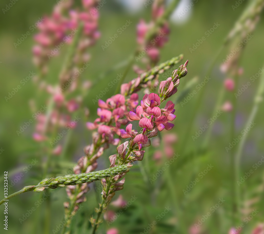 Pink wildflower. Onobrychis viciifolia close-up