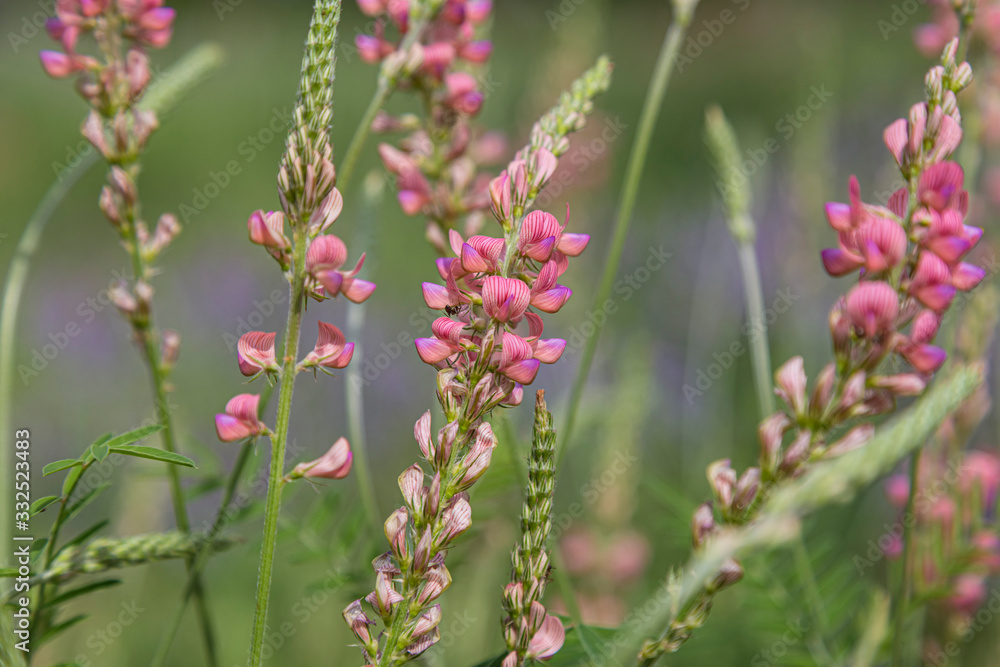 Pink wildflower. Onobrychis viciifolia close-up Pink wildflower. Onobrychis viciifolia close-up
