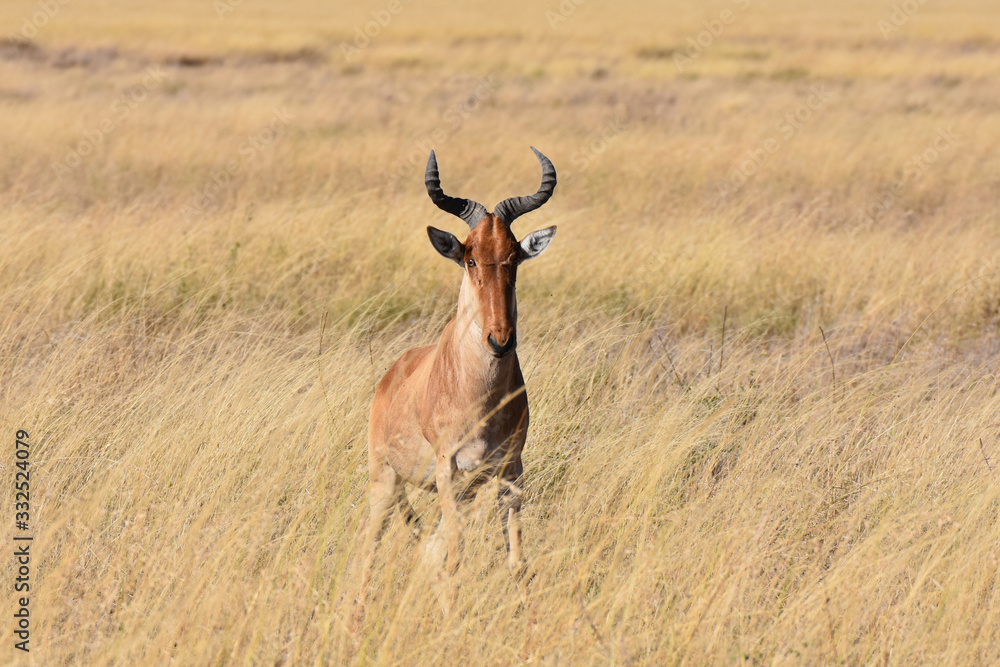Fototapeta premium Hartebeest in Serengeti National Park, Tanzania