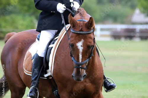 Portrait of chestnut colored dressage horse under saddle © acceptfoto