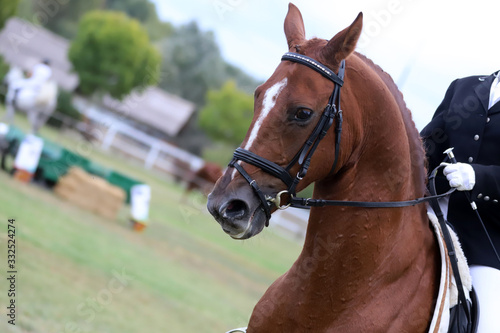 Portrait of chestnut colored dressage horse under saddle
