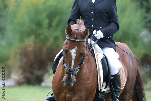 Portrait of chestnut colored dressage horse under saddle