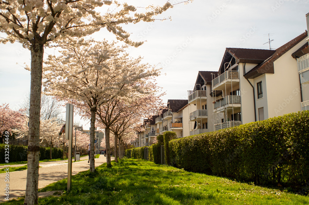 weiße Blüten weiße Blüten