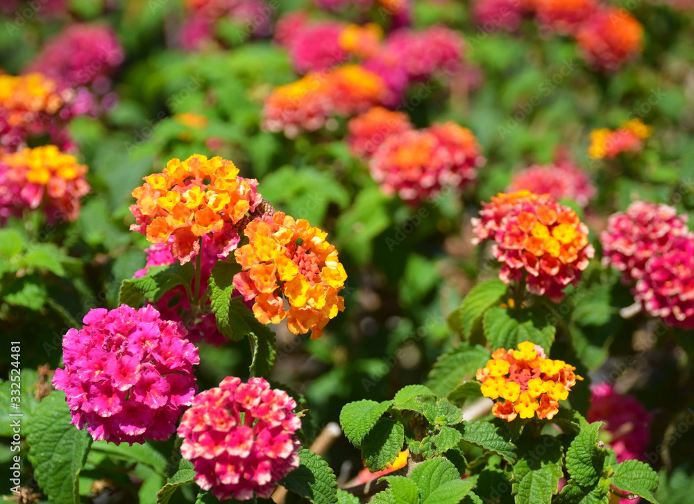 Lantana camara or Tickberry, Umbelanterna tropical flowers in the garden.Floral background with copy space.Selective focus. Lantana camara or Tickberry, Umbelanterna tropical flowers in the garden.Floral background with copy space.Selective focus.