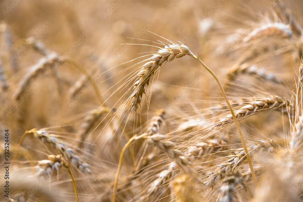Grain field with detail and blurry background Grain field with detail and blurry background