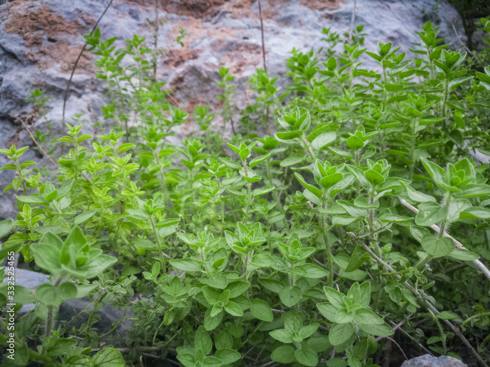 Wild oregano grows in the mountains. Raw green Oregano in field. Greek natural herb oregano. Green and fresh oregano flowers. Aromatic culinary herbs.