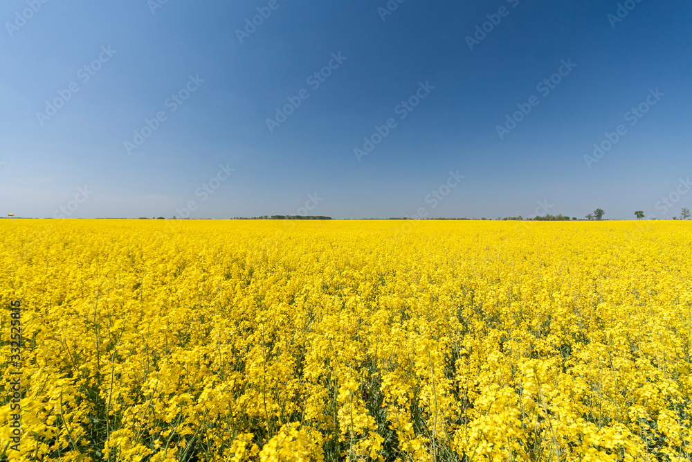 Golden field of flowering rapeseed with blue sky Golden field of flowering rapeseed with blue sky