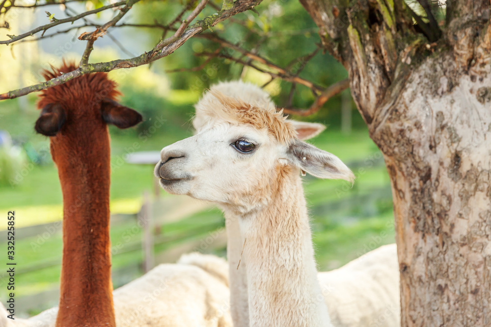 Obraz premium Cute alpaca with funny face relaxing on ranch in summer day. Domestic alpacas grazing on pasture in natural eco farm countryside background. Animal care and ecological farming concept