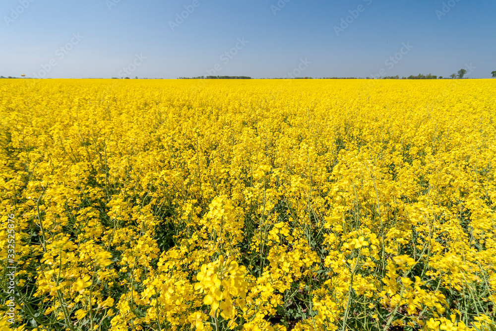 Golden field of flowering rapeseed with blue sky Golden field of flowering rapeseed with blue sky