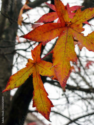 Liquidambar tree leaves in autumn