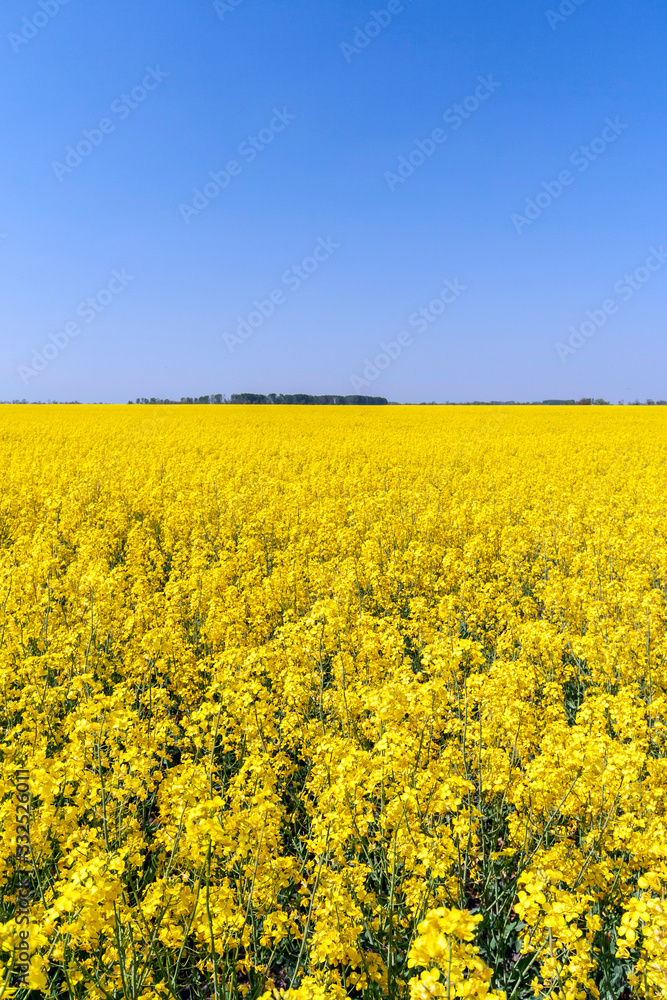 Golden field of flowering rapeseed with blue sky
