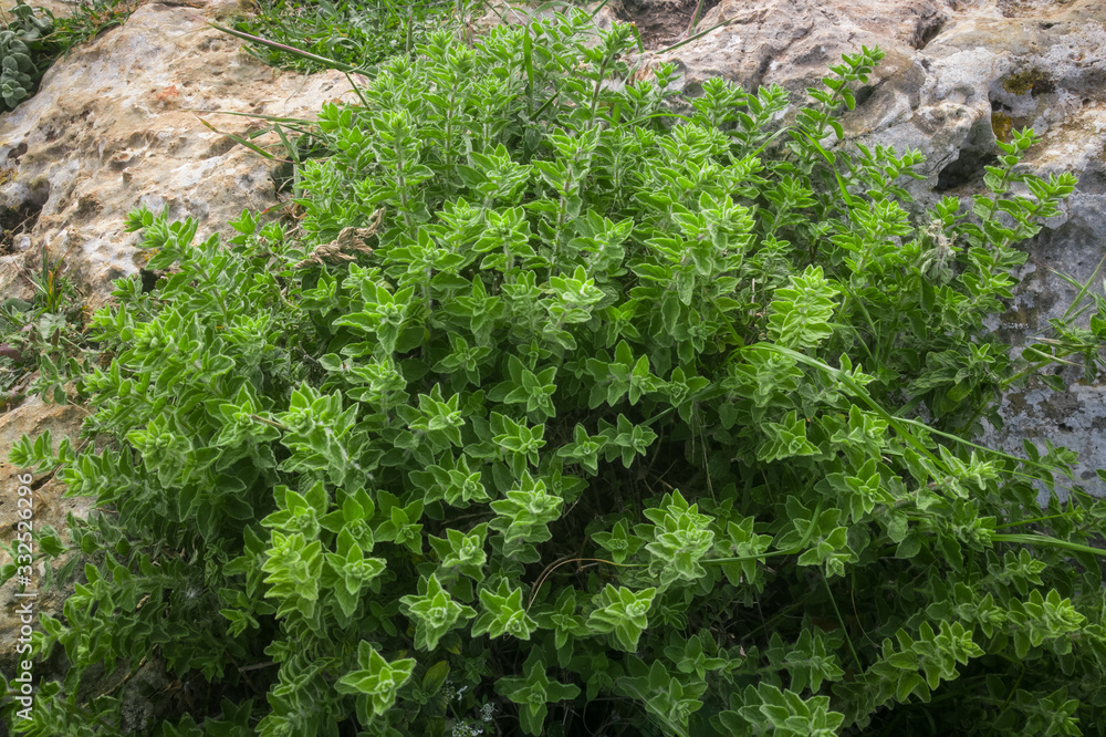 Wild oregano grows in the mountains. Raw green Oregano in field. Greek natural herb oregano. Green and fresh oregano flowers. Aromatic culinary herbs. Wild oregano grows in the mountains. Raw green Oregano in field. Greek natural herb oregano. Green and fresh oregano flowers. Aromatic culinary herbs.