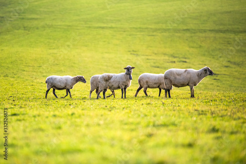 sheep on green meadow during morning light