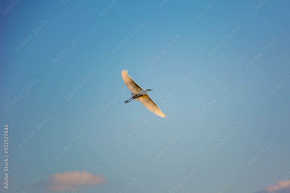 Fototapeta premium Lovely white heron in flight