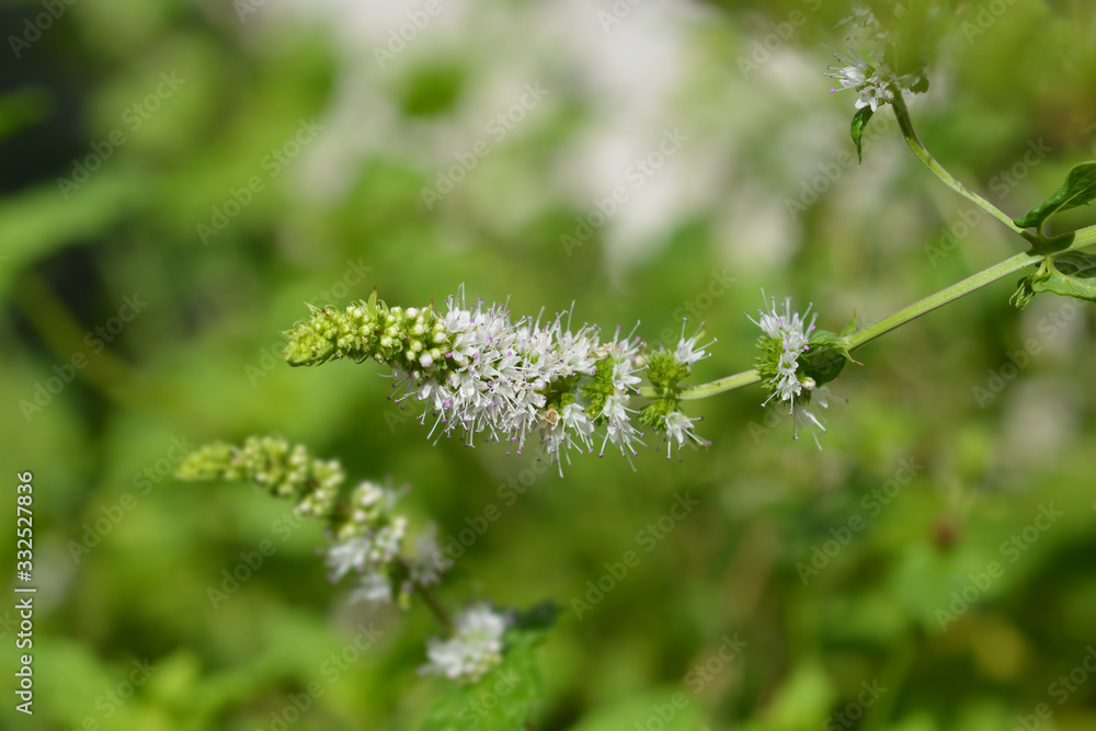 Common mint Common mint