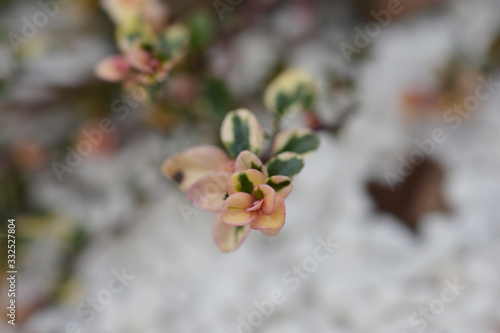 Foxley Thyme photo