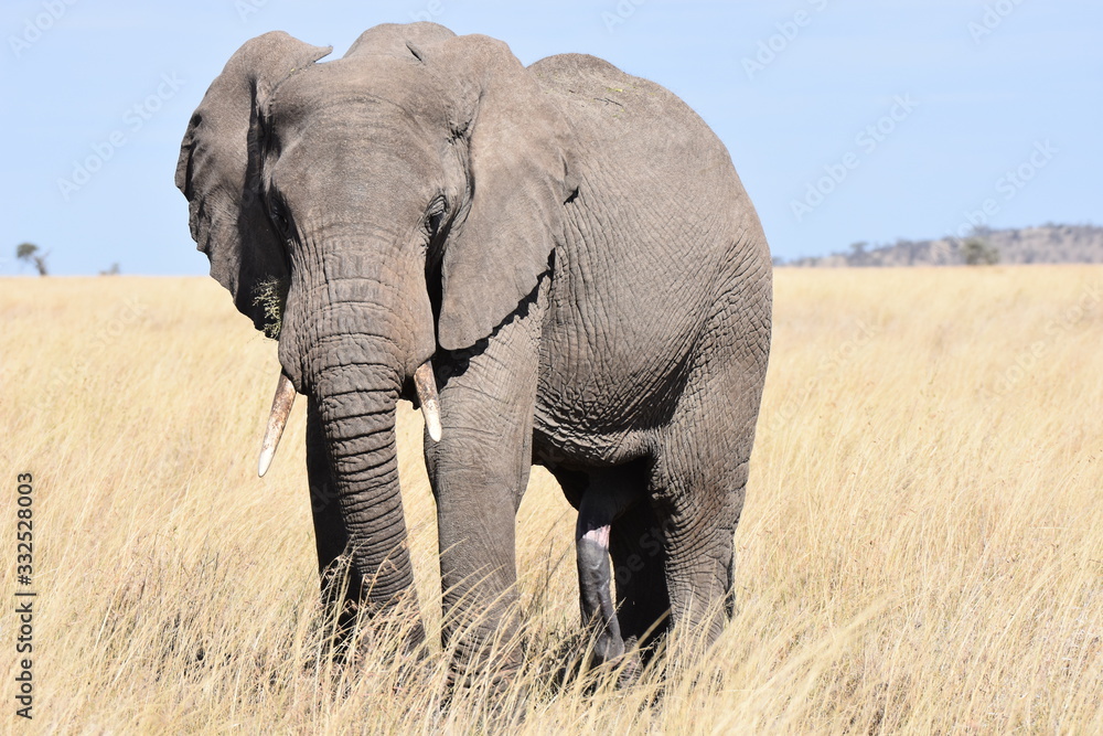 African elephant in Serengeti National Park, Tanzania African elephant in Serengeti National Park, Tanzania