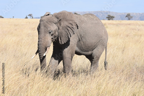 African elephant in Serengeti National Park, Tanzania
