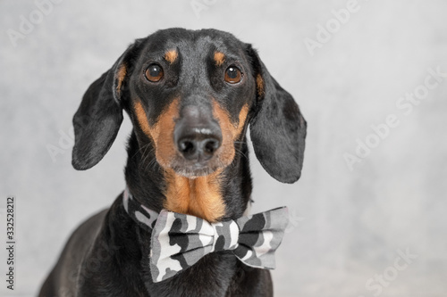 Close up portrait of adorable short haired dachshund, wearing black and white bow tie. Indoors, grey background, copy space, black and tan dog color, funny eyes. © Masarik