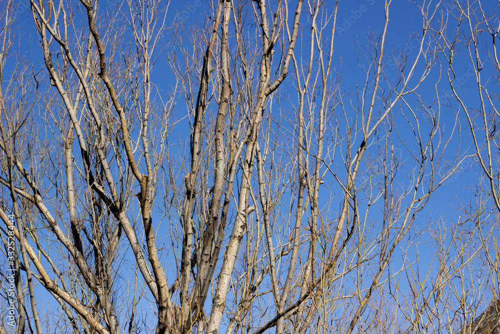 Horizontal live oak branch with new spring green leaves against a clear blue sky. There is a bird nest at the tip of the branches. Tree branches against the blue sky Horizontal live oak branch with new spring green leaves against a clear blue sky. There is a bird nest at the tip of the branches. Tree branches against the blue sky