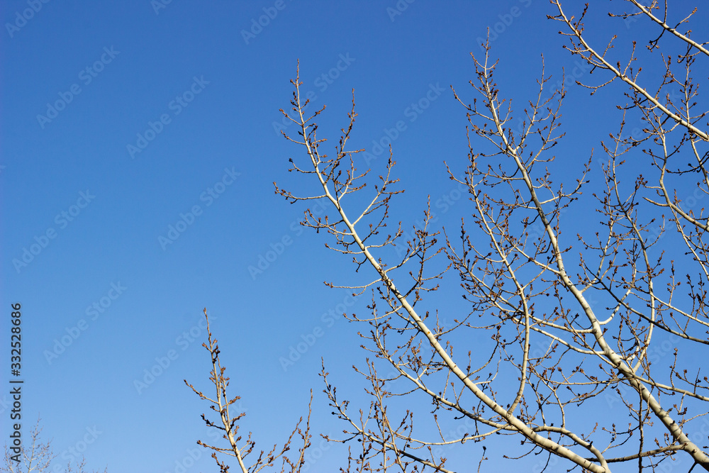 Obraz premium Horizontal live oak branch with new spring green leaves against a clear blue sky. There is a bird nest at the tip of the branches. Tree branches against the blue sky