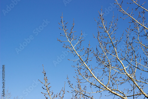 Horizontal live oak branch with new spring green leaves against a clear blue sky. There is a bird nest at the tip of the branches. Tree branches against the blue sky