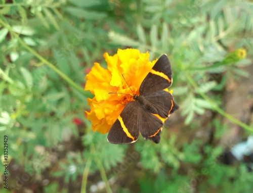 butterfly on yellow flower