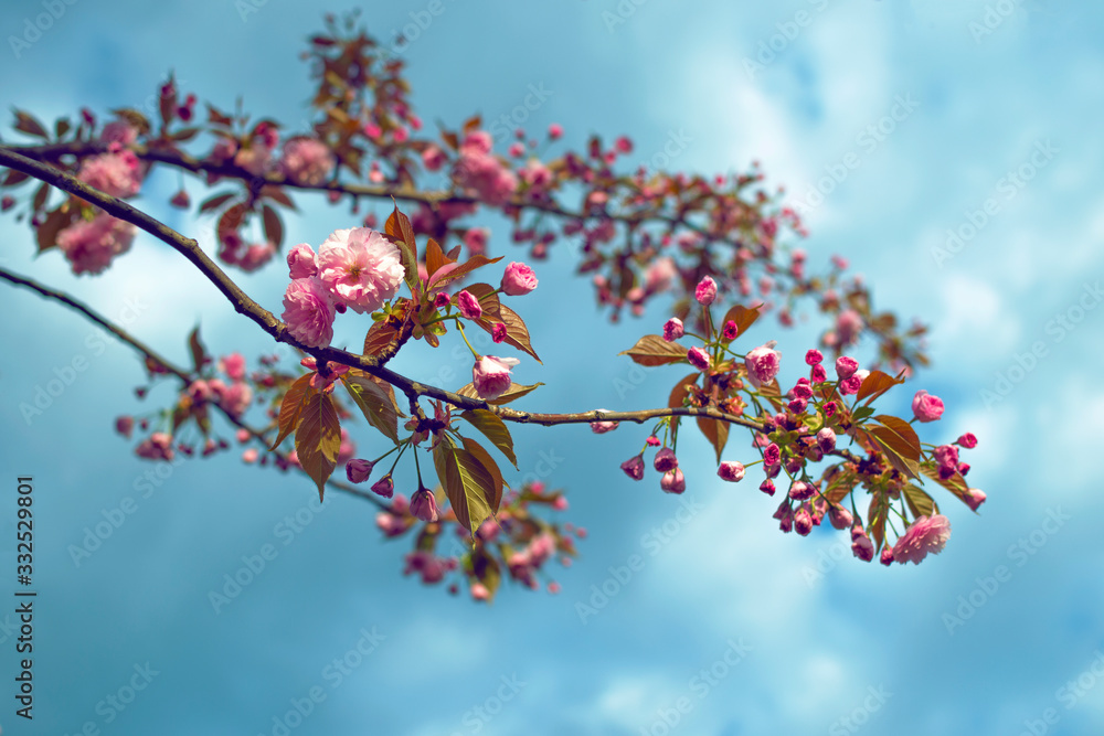 Sakura cherry blossom branch on cloudy sky background Sakura cherry blossom branch on cloudy sky background