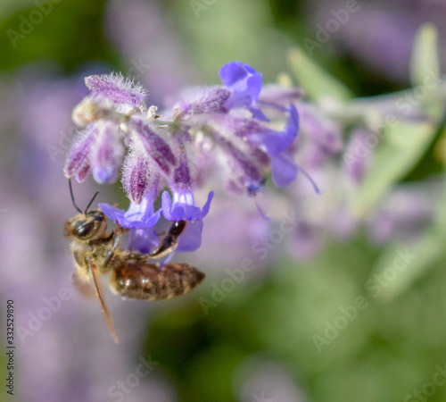 bee on purple flower © Abby
