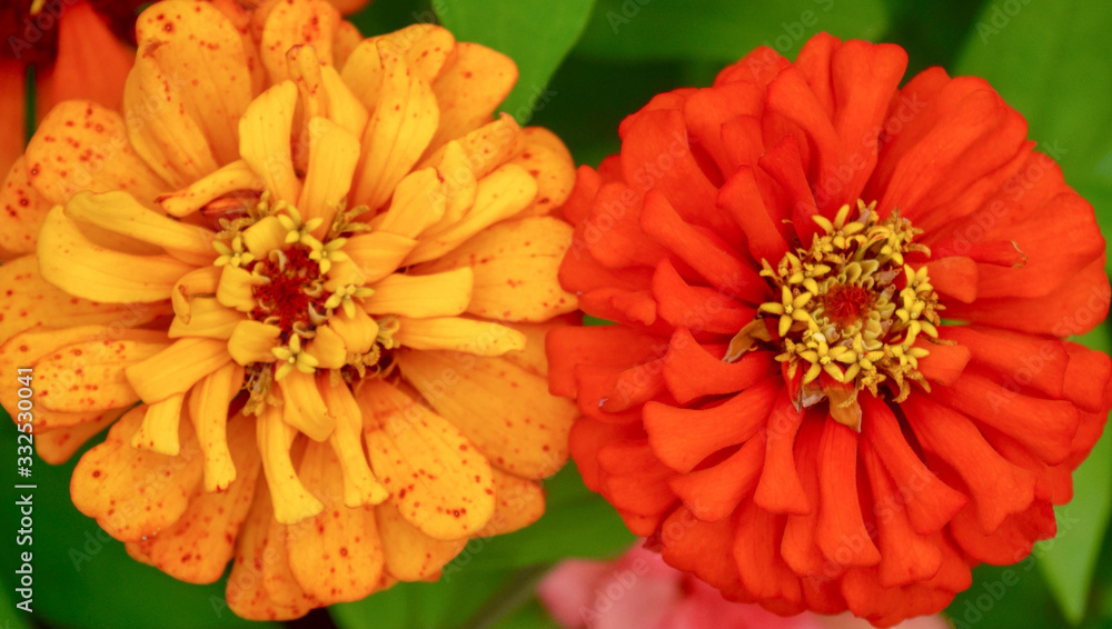 orange and yellow flowers in garden orange and yellow flowers in garden